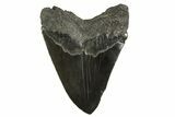 Serrated, Fossil Megalodon Tooth - South Carolina #321320-1